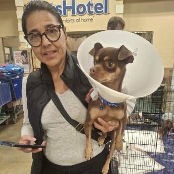 Rescue Chihuahua Dogs for Adoption in Las Vegas, Nevada - Uno PP FNV | PetCurious