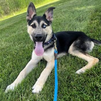 Professor Noodlearms -  German Shepherd Dog and Mixed Breed Dog for Adoption in Wheaton, Illinois - Professor Noodlearms | PetCurious