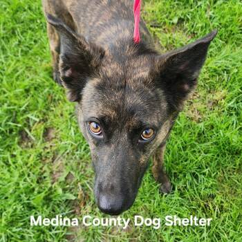 Dutch Shepherd Dogs Available for Adoption in Medina, Ohio - Nellie | PetCurious