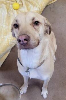 Black Mouth Cur and Mixed Breed Dogs Available for Adoption in Kalispell, Montana - Molly | PetCurious