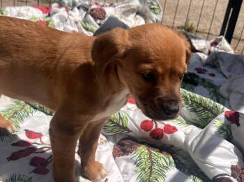 Beagle Dogs Available for Adoption in Medfield, Massachusetts - Yolanda | PetCurious