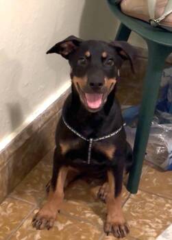 MACKIE -  Rottweiler and Shepherd Dog for Adoption - MACKIE | PetCurious