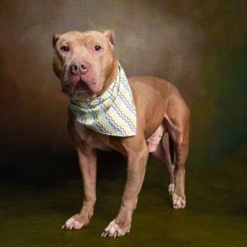 Pit Bull Terrier and Mixed Breed Dogs Available for Adoption - Neapolitan | PetCurious