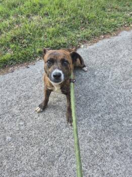 Pit Bull Terrier Dogs Available for Adoption in Lawrenceville, Georgia - Pen 166c Sonya | PetCurious