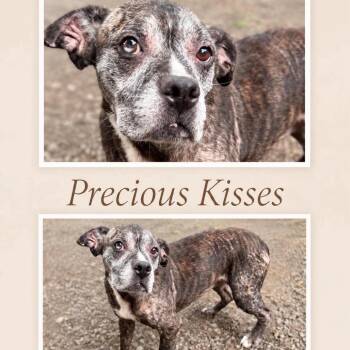 Precious Kisses -  Terrier Dog for Adoption in Hackett, Arkansas - Precious Kisses | PetCurious