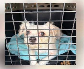 Terrier Dogs Available for Adoption in Newport, Kentucky - Mama Llama | PetCurious