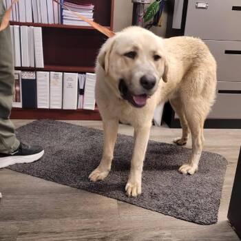 Great Pyrenees Dogs Available for Adoption - Gus | PetCurious