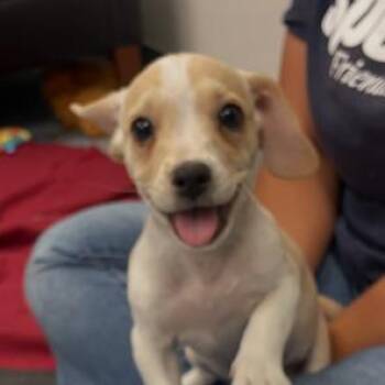 La Brea -  Chihuahua Dog for Adoption in Long Beach, California - La Brea | PetCurious