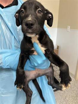 CHASE -  Pointer Dog for Adoption in San Antonio, Texas - CHASE | PetCurious