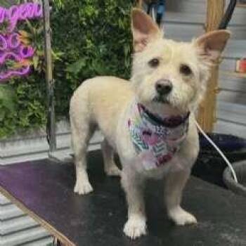 West Highland White Terrier Westie and Corgi Dogs Available for Adoption - Girly Girl | PetCurious