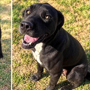 Asher -  Retriever and Mixed Breed Dog for Adoption in Hackett, Arkansas - Asher | PetCurious