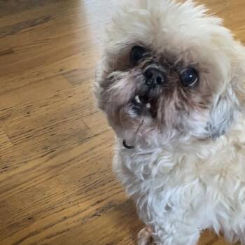 Maddie -  Shih Tzu Dog for Adoption in Lynchburg, Virginia - Maddie | PetCurious
