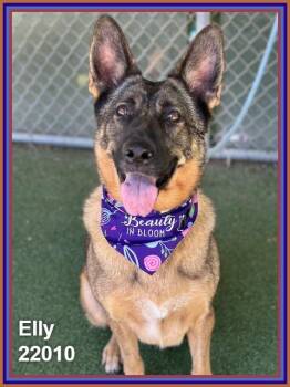 ELLY (see also LUMBER) -  German Shepherd Dog Dog for Adoption in Marietta, Georgia - ELLY (see Also LUMBER) | PetCurious