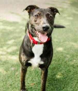 Cayenne -  Mixed Breed Dog for Adoption in Nashville, Tennessee - Cayenne | PetCurious