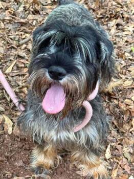 Beatrice -  Schnauzer Dog for Adoption in Wayne, New Jersey - Beatrice | PetCurious