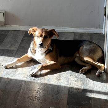 Mixed Breed Dogs Available for Adoption in Thayne, Wyoming - Datu | PetCurious