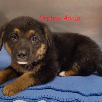 German Shepherd Dog and Mixed Breed Dogs Available for Adoption in Parkersburg, West Virginia - Orphan Annie | PetCurious