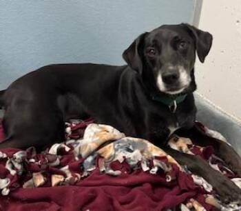 Rescue Labrador Retriever and Hound Dogs for Adoption in Scituate, Massachusetts - Loki | PetCurious
