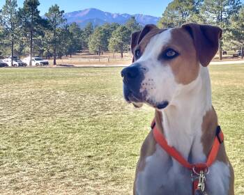 Rescue Pit Bull Terrier and Boerboel Dogs for Adoption in Boulder, Colorado - October (Toby For Short) | PetCurious