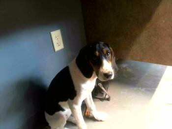 HAZEL -  English Coonhound Dog for Adoption in Tallahassee, Florida - HAZEL | PetCurious