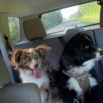 Indiana -  Australian Shepherd Dog for Adoption in Tulsa, Oklahoma - Indiana | PetCurious
