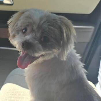 Shih Tzu Dogs Available for Adoption in Gulfport, Mississippi - Cocoa | PetCurious