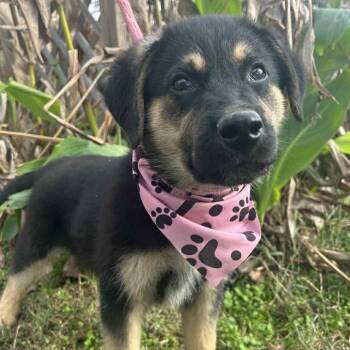Rescue Australian Shepherd and Shepherd Dogs for Adoption in Manchester, New Hampshire - Alister In NH! Come Meet Our Adoptable Pups! More Info In Bio! | PetCurious