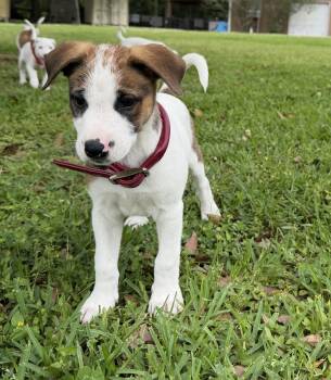 Australian Cattle Dog Blue Heeler Dogs Available for Adoption in Tomball, Texas - Arcelia | PetCurious