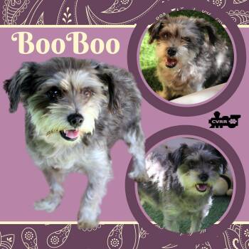 BooBoo -  Yorkshire Terrier Dog for Adoption in Lindsay, California - BooBoo | PetCurious
