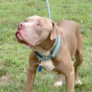 September -  Pit Bull Terrier Dog for Adoption in Gloucester, Virginia - September | PetCurious