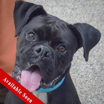 Dax -  Boxer Dog for Adoption in Huntley, Illinois - Dax | PetCurious