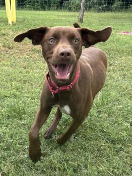 Zoey -  Retriever and Mixed Breed Dog for Adoption in San Antonio, Texas - Zoey | PetCurious