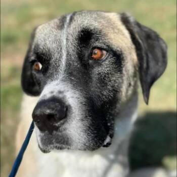 Dakota -  Saint Bernard Dog for Adoption in Magnolia, Texas - Dakota | PetCurious