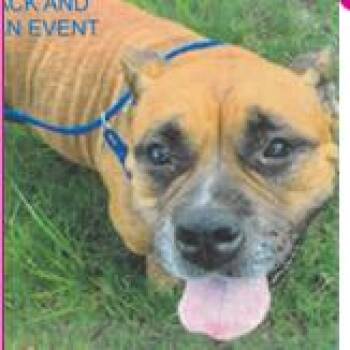 Thumbelina -  Mixed Breed Dog for Adoption in West Palm Beach, Florida - Thumbelina | PetCurious