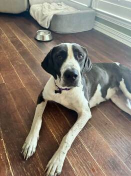 Moo Moo -  Great Dane Dog for Adoption in Southlake, Texas - Moo Moo | PetCurious
