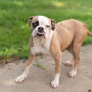 Daffy -  American Bulldog Dog for Adoption in Lake Jackson, Texas - Daffy | PetCurious