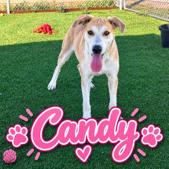 Candy -  Hound Dog for Adoption in Truth Or Consequences, New Mexico - Candy | PetCurious
