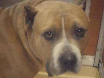 Pit Bull Terrier Dogs Available for Adoption - BULROG | PetCurious