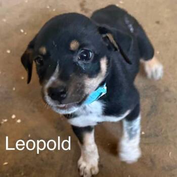Leopold -  Australian Cattle Dog Blue Heeler and Mixed Breed Dog for Adoption in Peculiar, Missouri - Leopold | PetCurious