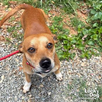 Chihuahua Dogs Available for Adoption in Washington, District Of Columbia - Mighty | PetCurious