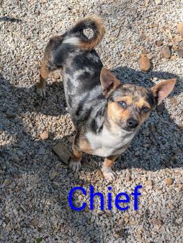 Chief -  Chihuahua Dog Available for Adoption in Osceola, Missouri - Chief | PetCurious