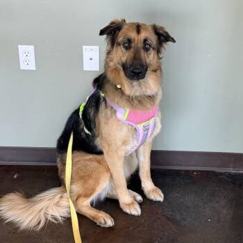 Mitsu -  German Shepherd Dog Dog for Adoption in Rifle, Colorado - Mitsu | PetCurious