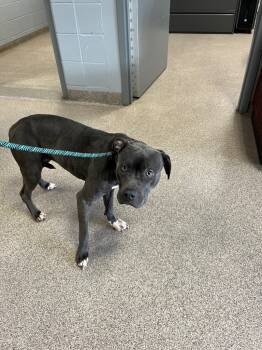 Rescue Pit Bull Terrier Dogs for Adoption in Troy, Ohio - Skye | PetCurious