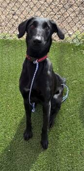 JUNO -  Mixed Breed Dog for Adoption in Jacksonville, Florida - JUNO | PetCurious