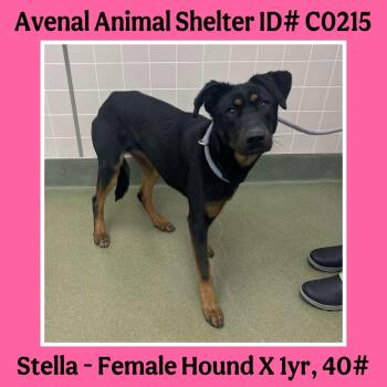 Rescue Hound Dogs for Adoption in Avenal, California - Stella | PetCurious