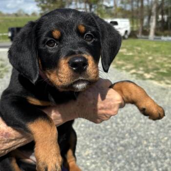 Rottweiler Dogs Available for Adoption in Gloucester, Virginia - Cindrella | PetCurious