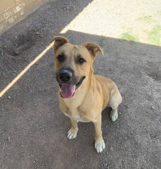 Chuy -  Labrador Retriever and German Shepherd Dog Dog for Adoption in Bisbee, Arizona - Chuy | PetCurious