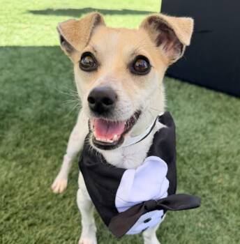 Tuzo -  Jack Russell Terrier Dog for Adoption in Walnut Creek, California - Tuzo | PetCurious