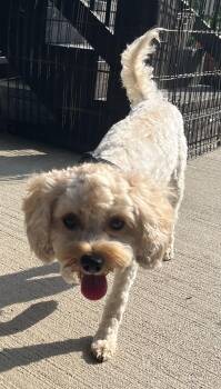 Charlie Finn -  Cavalier King Charles Spaniel and Poodle Dog for Adoption in Overland Park, Kansas - Charlie Finn | PetCurious