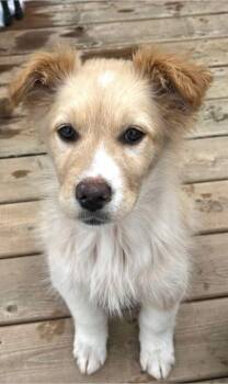 Shetland Sheepdog Sheltie Dogs Available for Adoption - Tilly | PetCurious